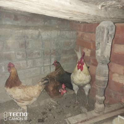 desi ghr ki golden mishri 0:3:0:5:4:1:3:1:2:0:1