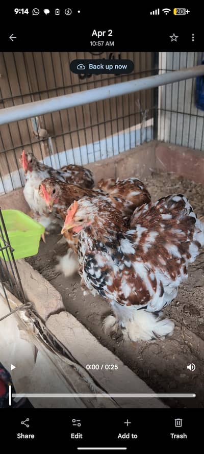 3 porcelain bantam cochin near to breed available