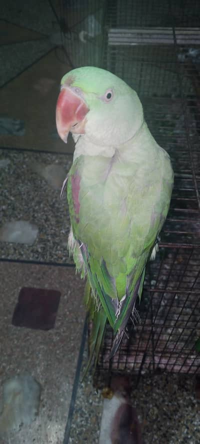 raw parrot zada Bolta ni ha but Thora time do tu bolen ga