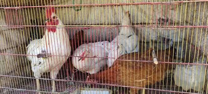 Home breeded hens roosters and farmy heera