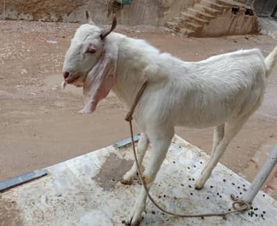 Bakra For Sale