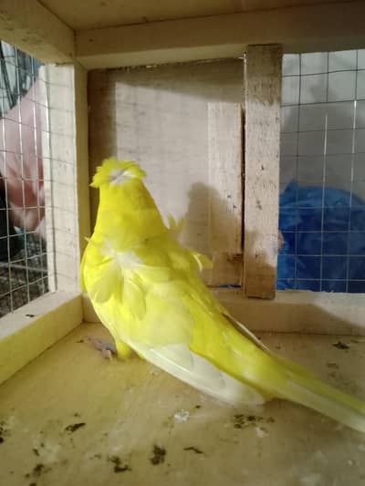 Lutino double flower,blue split black face possible black wing hogo br