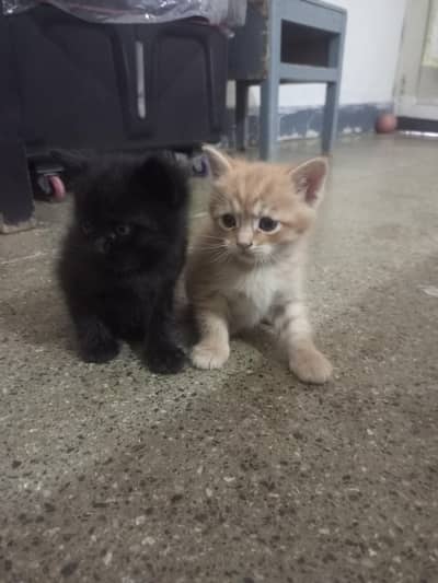 best Persian kitten adoption for sale less price