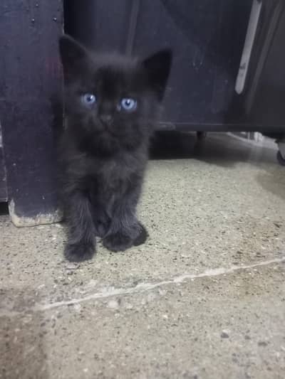 best Persian kitten adoption for sale less price