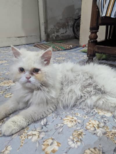 PERSIAN CAT MALE FOR SALE
