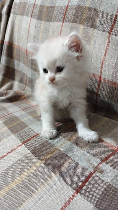 Kitten female Ginger coloure