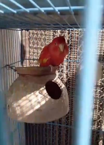 love bird lotino red factor female ready to breed