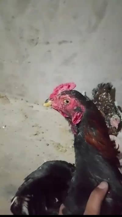 Aseel miawali patha for sale