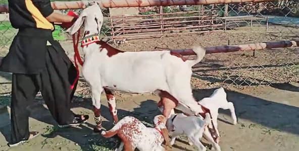 desi Bakri for sale 03405796364