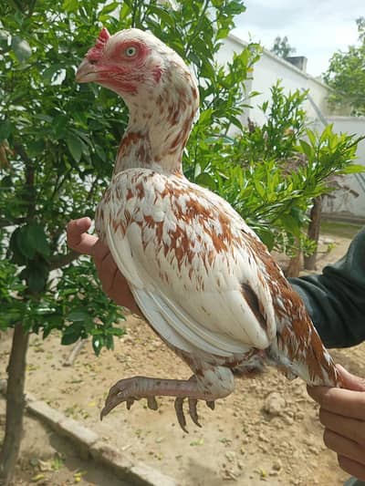 aseel high quality HEN