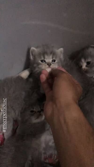 Grey kittens babay Available