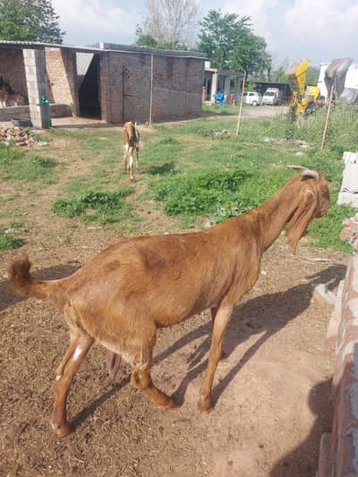 Goat for Sale