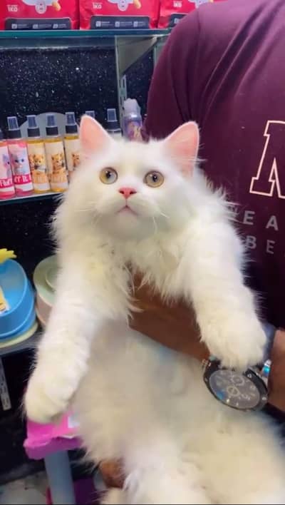 Persian cat | triple coat | Persian male cat for sale