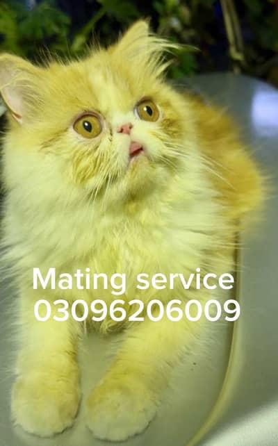 piki mating service available 03096206009