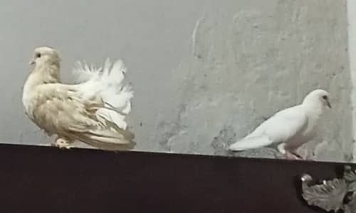 breeder fantail female