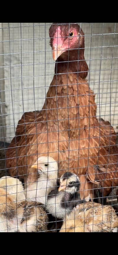 aseel hen with 6 chicks