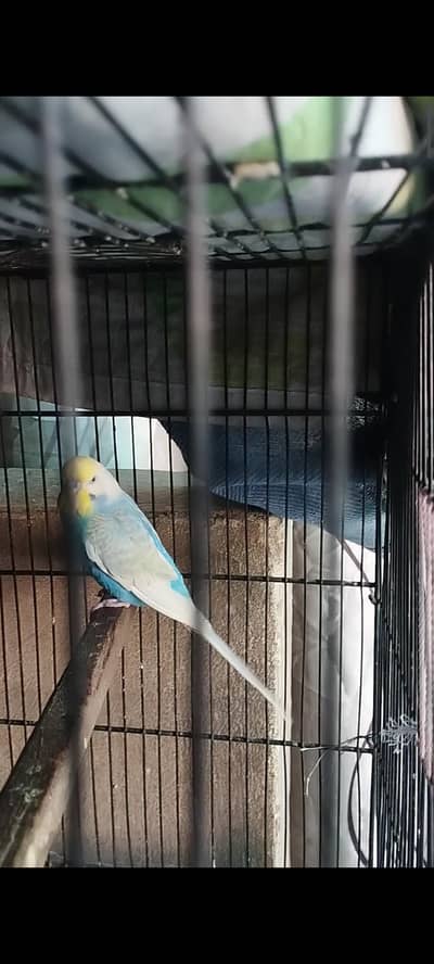 rainbow breeder male