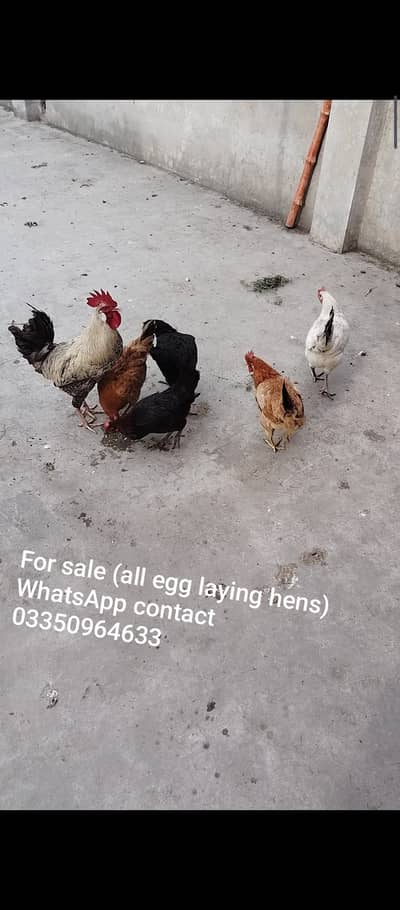 Golden Misri Andy wali hens for sale in very low price