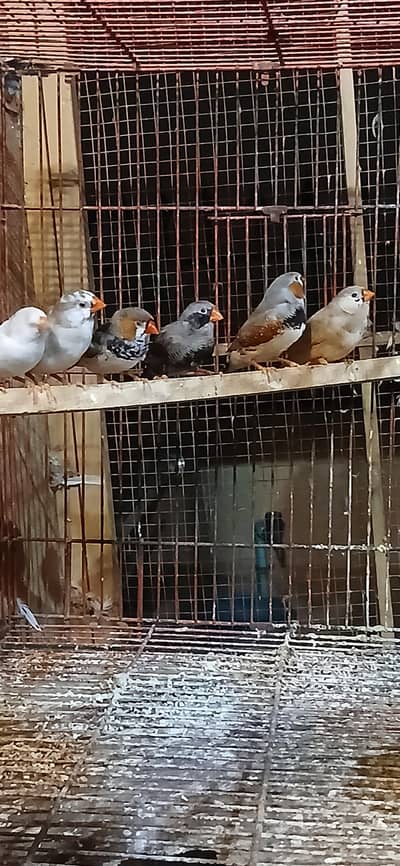 BLACK BF BB OB. EXHIBITION FINCHES 7 PIECES FOR SALE
