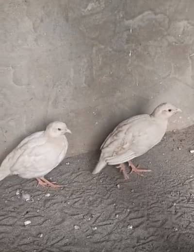 pure milky white teetar for sale