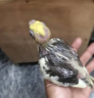 Cocktail chick for hand tame
