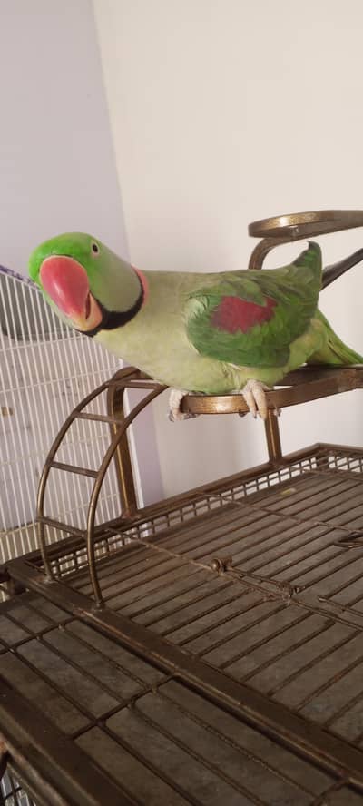 row Phari  breeder male available good size