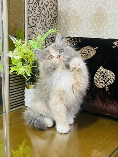 Super Cute Kittens Ready For New Home With Different Prices