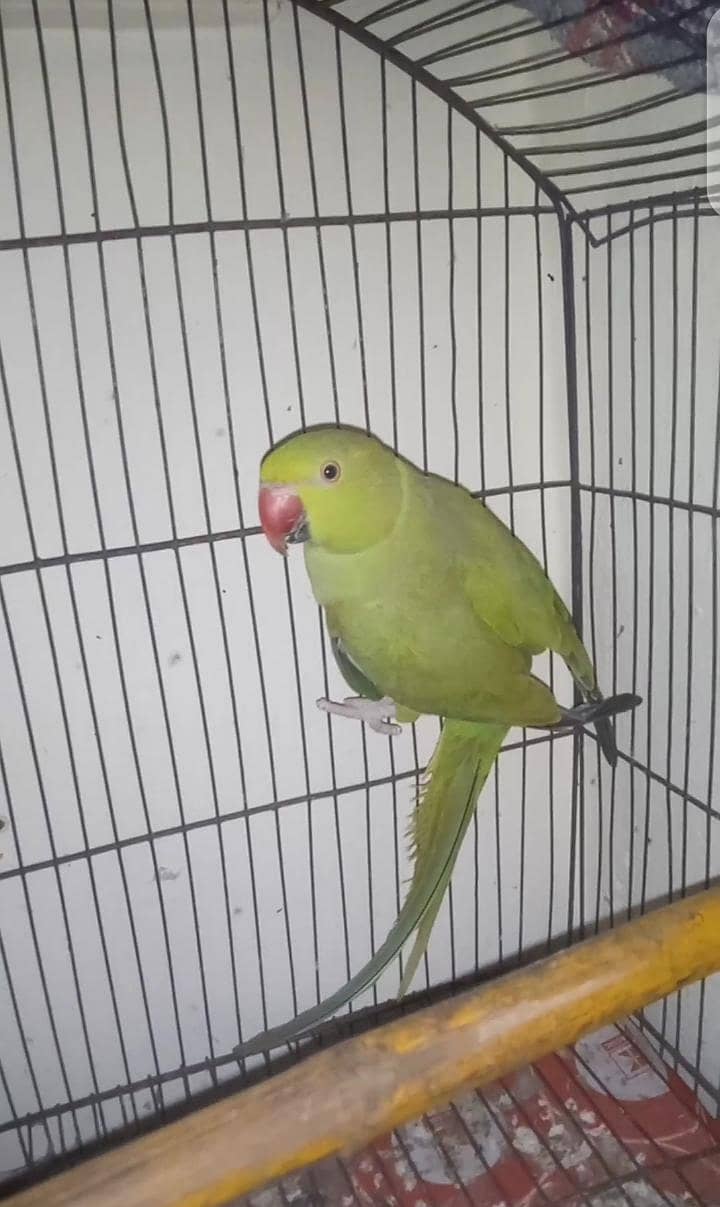 parrot 0