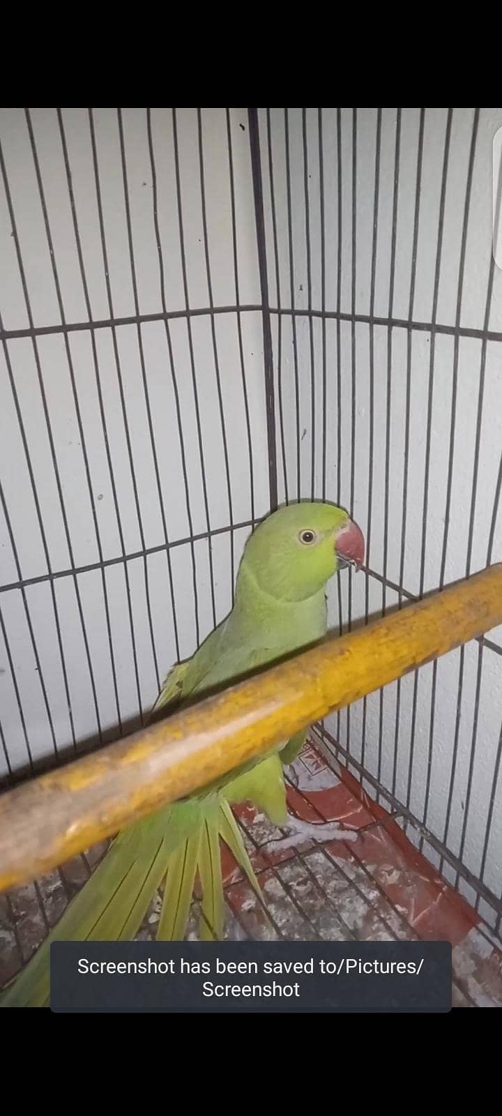 parrot 1