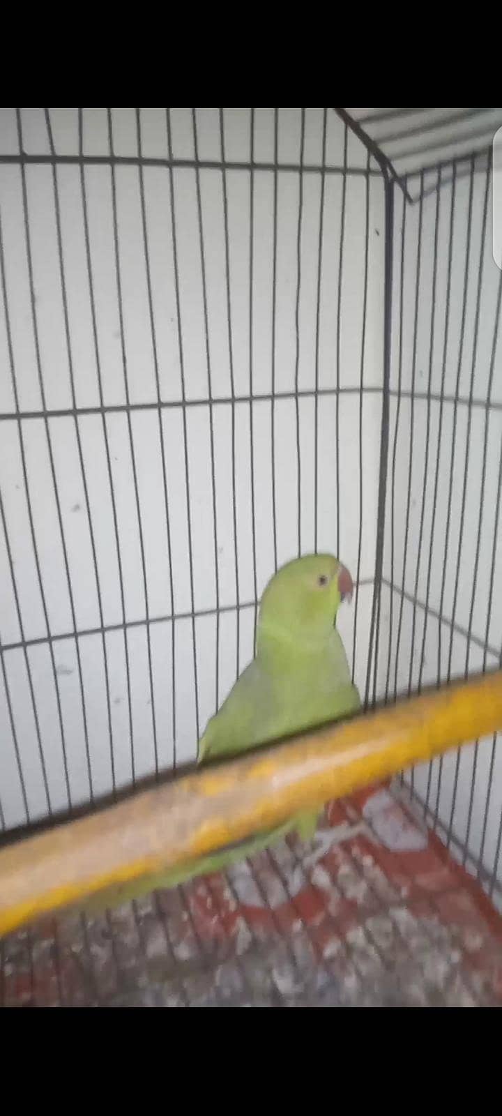 parrot 2
