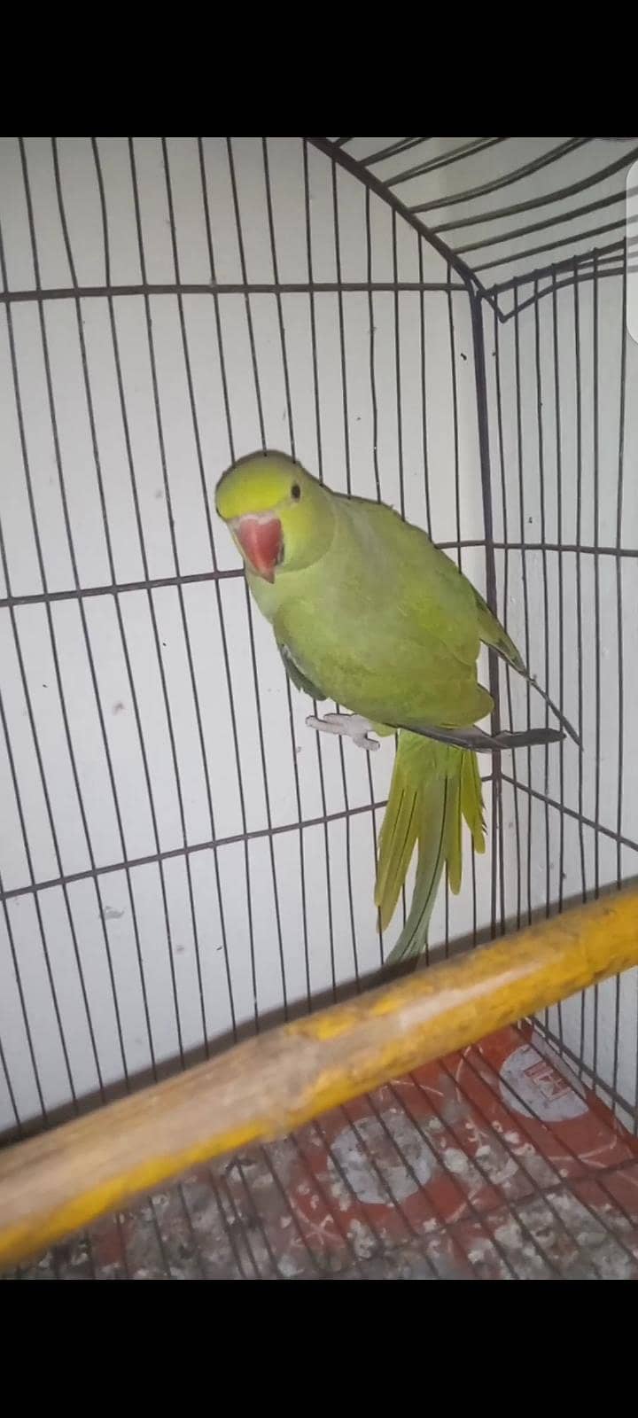parrot 3