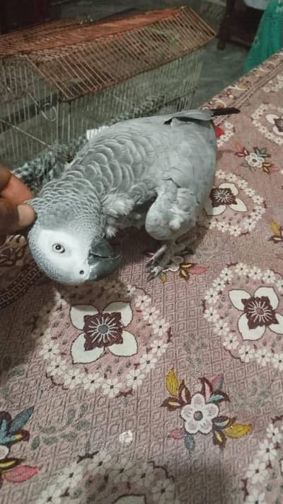 African grey parrot chicks for sale 0341=4174=379