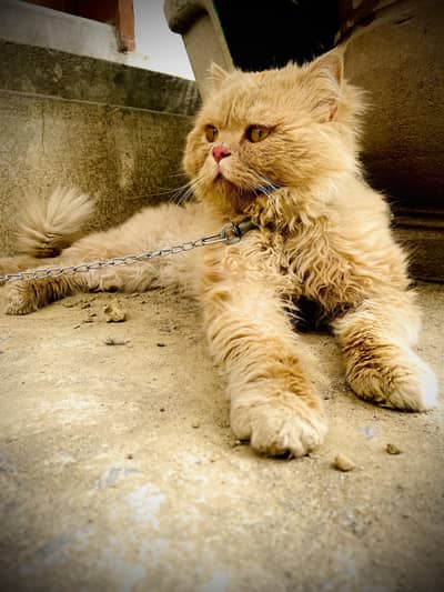 phunch face triple coat male