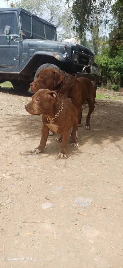 pure pitbull puppies rare breed