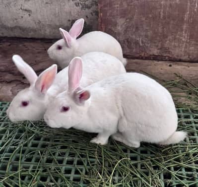 Pure New Zealand Rabbits