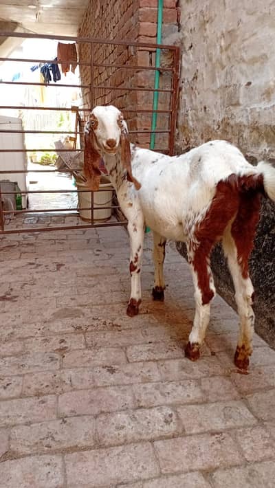 Sahiwal Goats for Sale in Multan | Healthy Female Goats