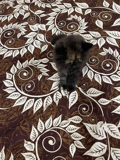 Persian 3 coated and panch face