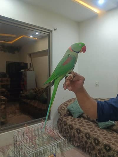 Tame Kashmiri raw parrot