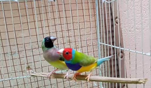 Goldien Finch Beautiful Breeder Pair