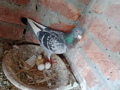 Qasad pigeon for sale03368424424