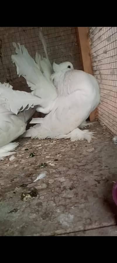 White American fantail