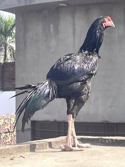 اصیل مرغا فائٹر