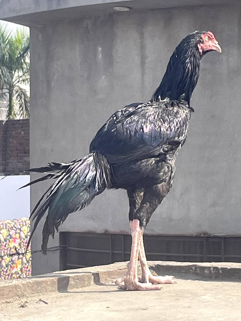 اصیل مرغا فائٹر 0