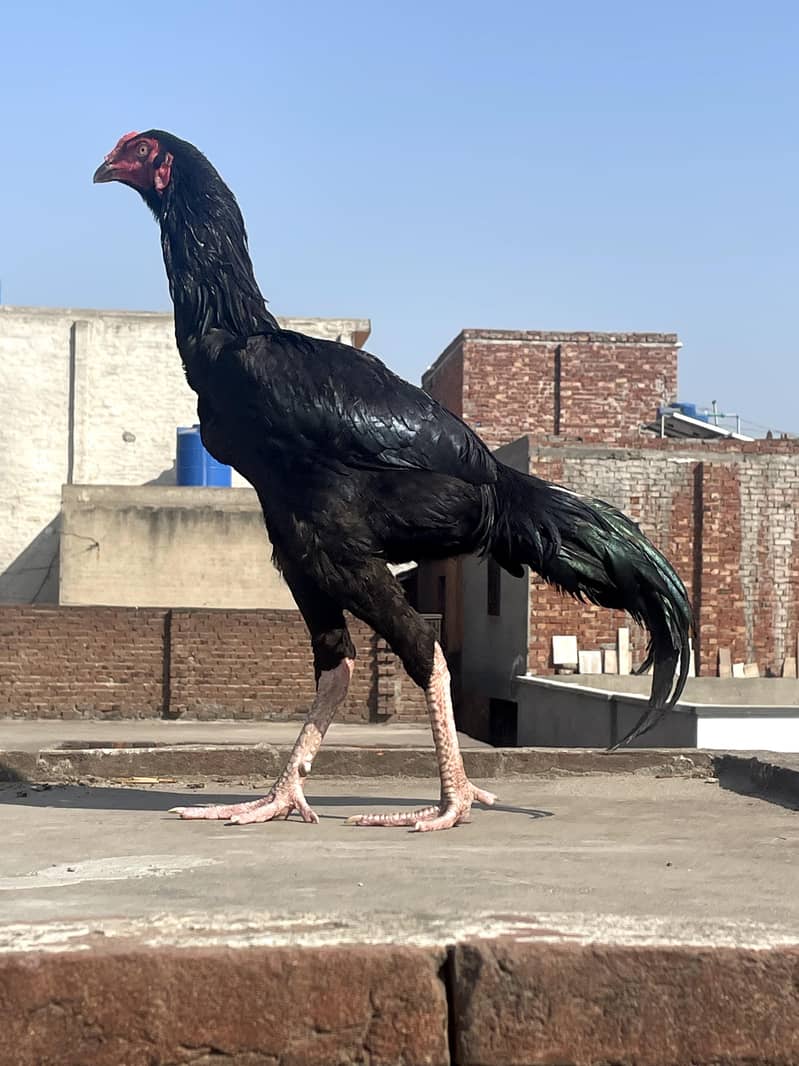 اصیل مرغا فائٹر 1