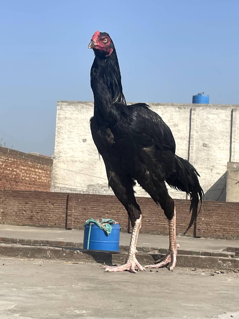 اصیل مرغا فائٹر 2