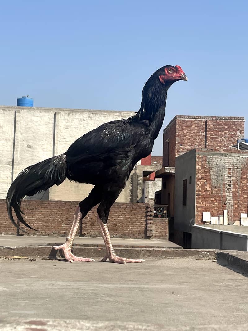 اصیل مرغا فائٹر 3