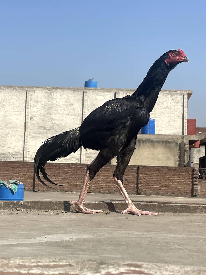 اصیل مرغا فائٹر 4