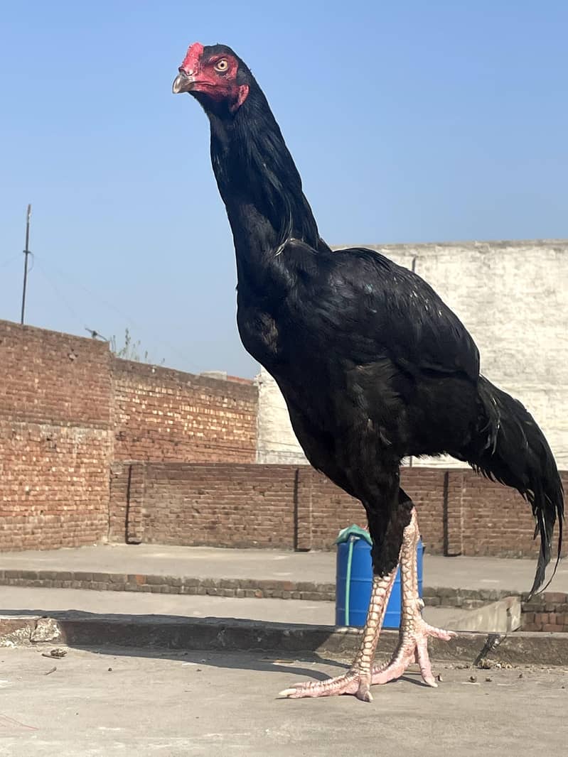 اصیل مرغا فائٹر 5