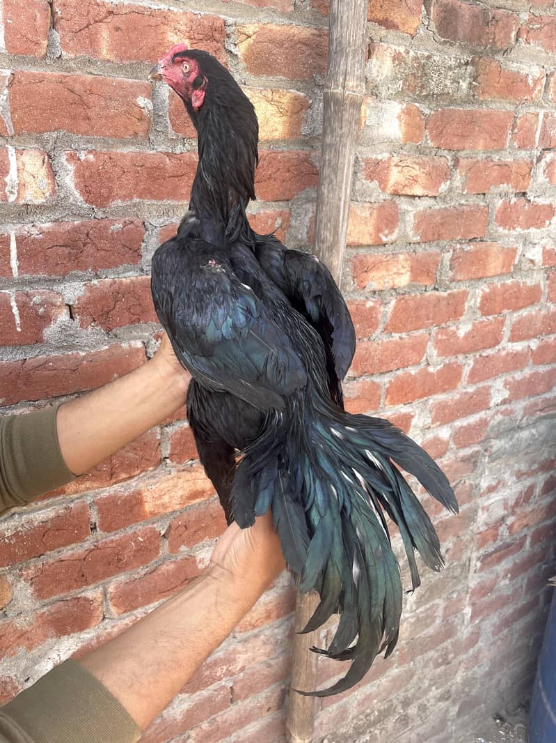 اصیل مرغا فائٹر 6