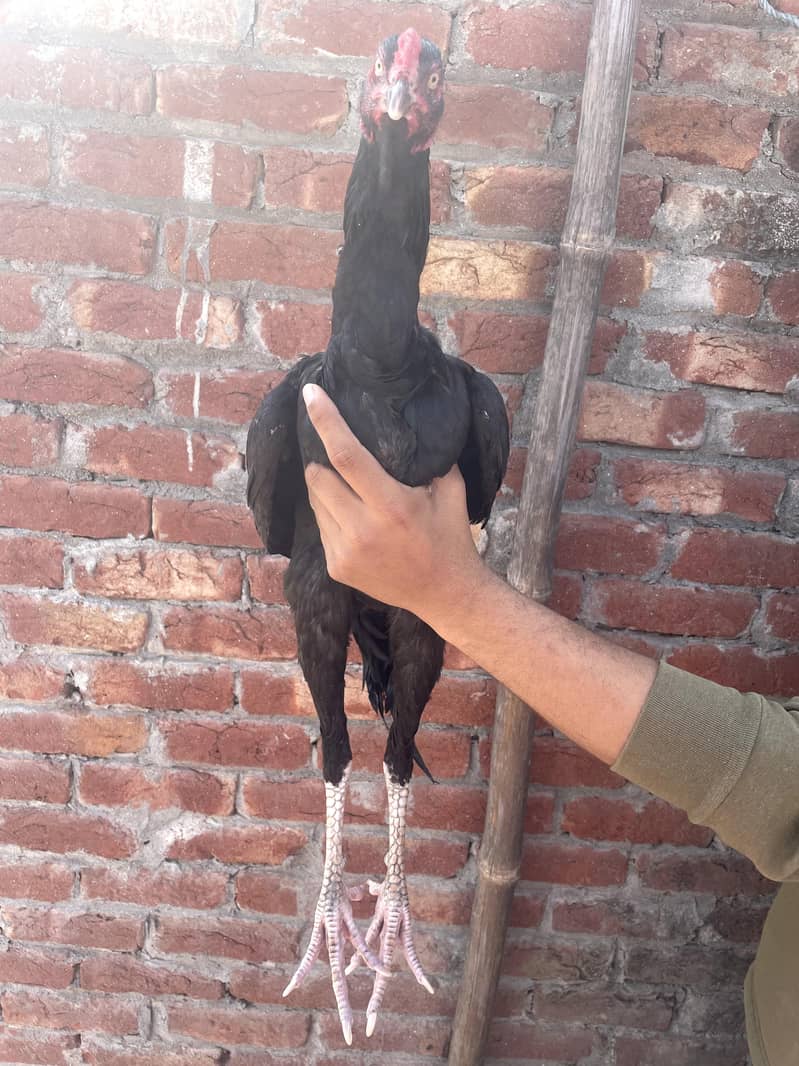 اصیل مرغا فائٹر 7